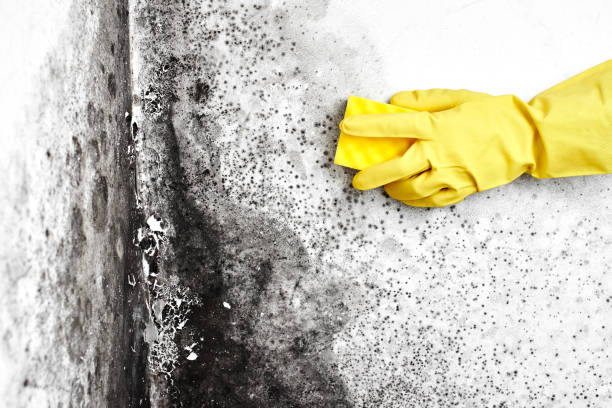 Mold Odor Removal Services in Meadview, AZ